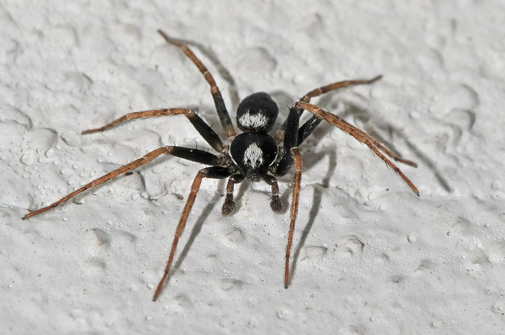 Maschio di Pulchellodromus bistigma - Borrello (CH)